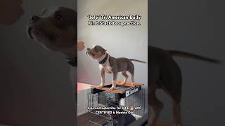 “JEFE” Tri American Bully first stack box practice
