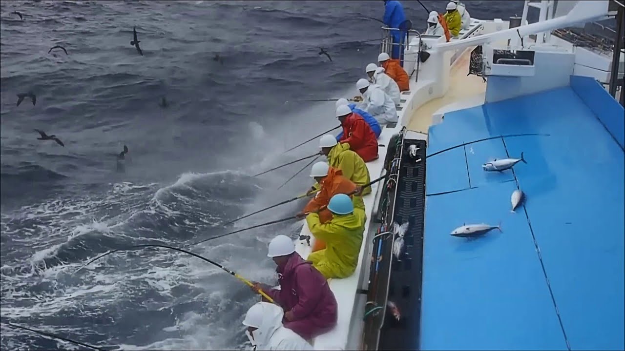 Wonderful Skipjack TUNA Big Catch Old Fashioned Way Rod & Line