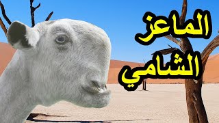 ما لا تعرفه عن الماعز الشامي....هذا ما يميزه عن باقي الأنواع