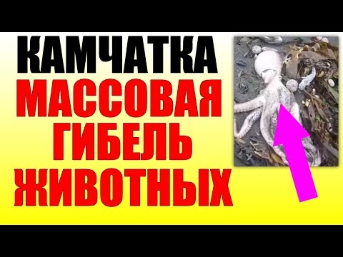 КАТАСТРОФА НА КАМЧАТКЕ