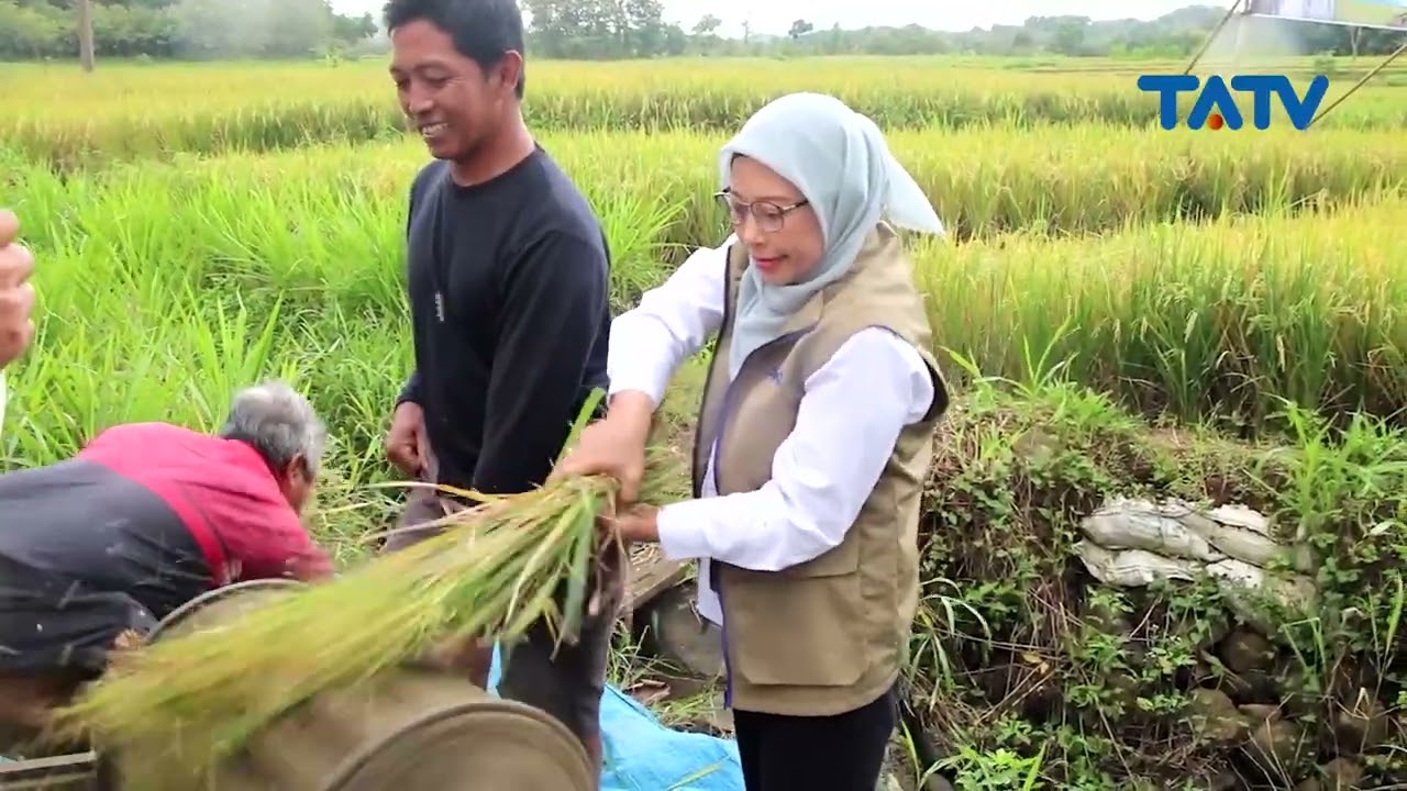 Panen Inpari 32, Bulog Semarang Siap Serap Hasil Gabah Petani