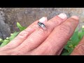This blow flies is very tame‼️insect family