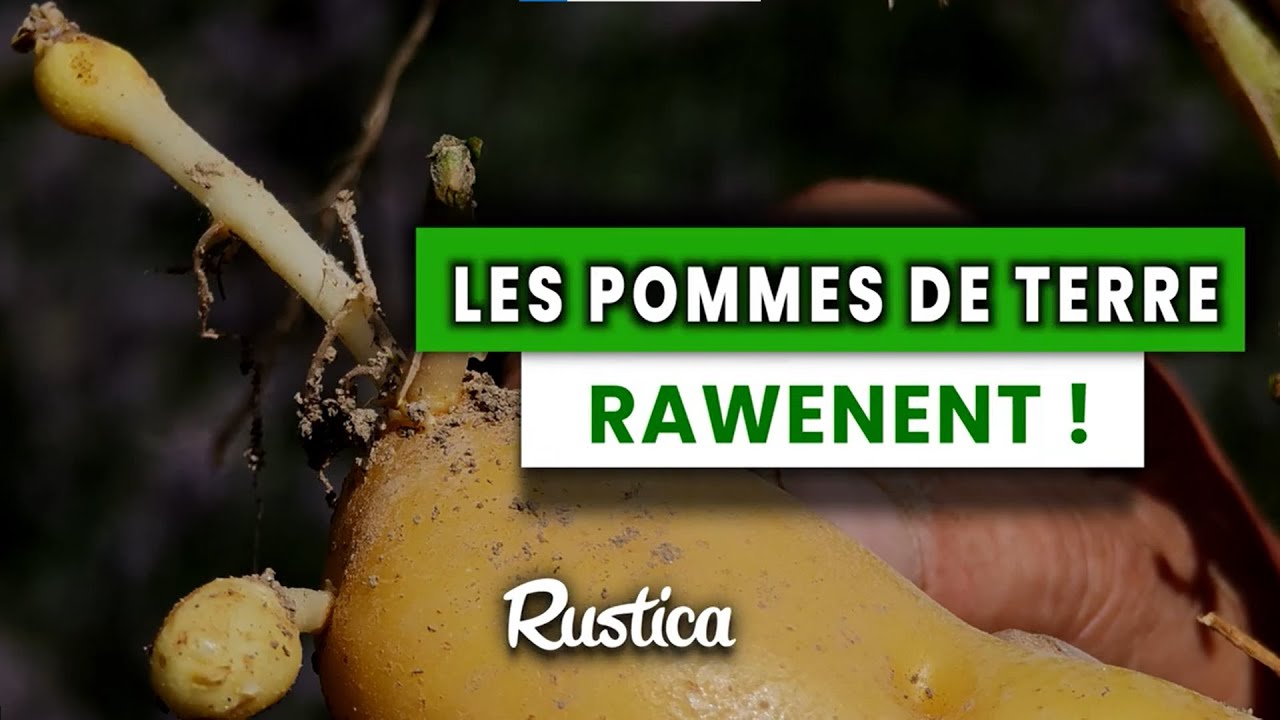 Germination précoce, mes pommes de terre rawenent !