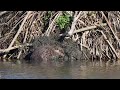 North American Beaver puts a big pile of mud on its lodge while a Canada Goose sleeps on it
