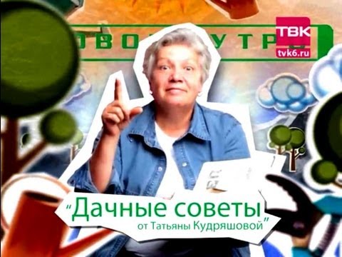 Дачные советы. &quot;Советы тети Тани&quot; - Лилии