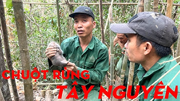 CHUỘT RỪNG TÂY NGUYÊN-TỰ THỢ RỪNG