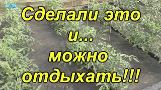 Лёгкий способ! Как замульчировать растущие томаты агроволокном.