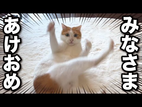 甘えんぼ猫と過ごすリアルな元旦の様子がコチラ