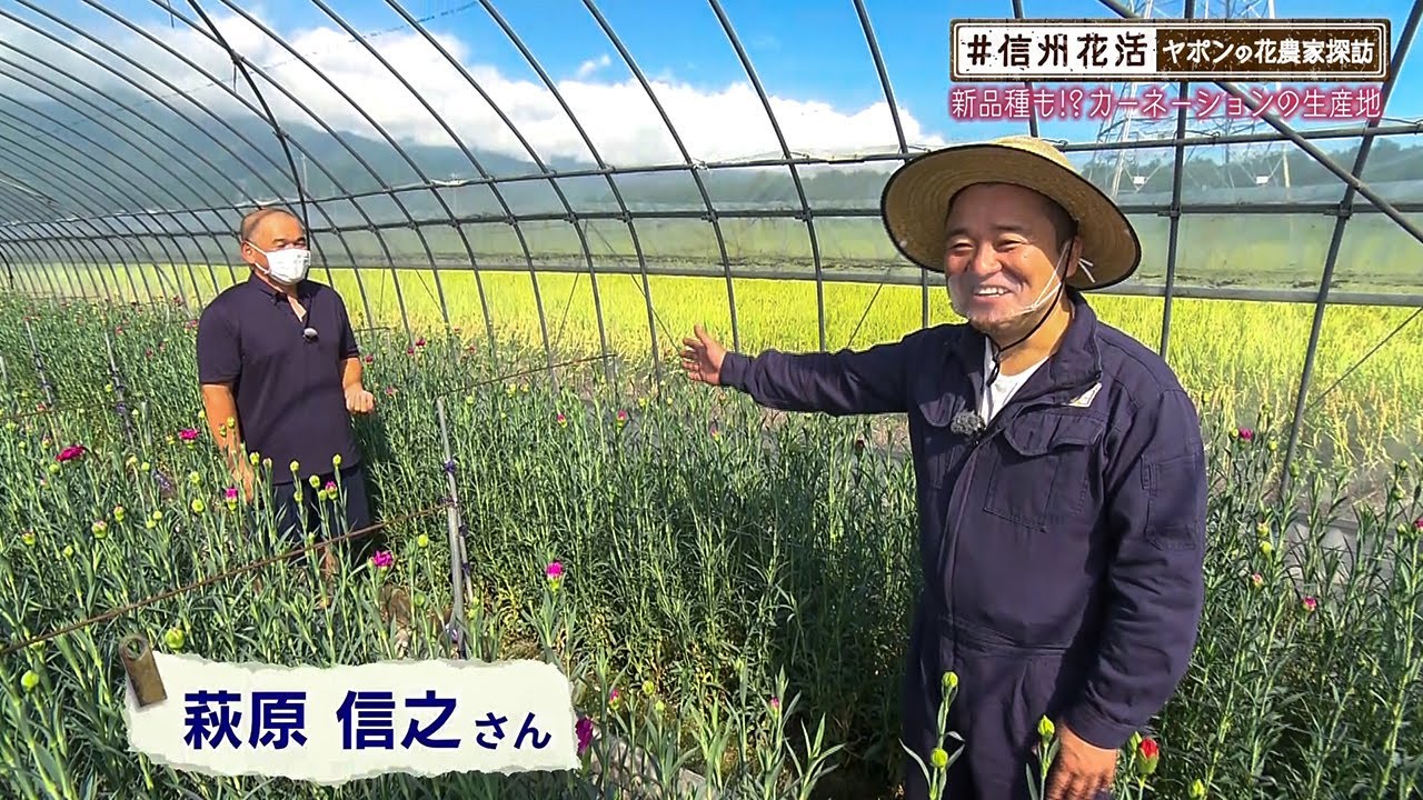 新品種も カーネーションの生産地 信州花活 ヤポンの花農家探訪 年09月18日 Youtube