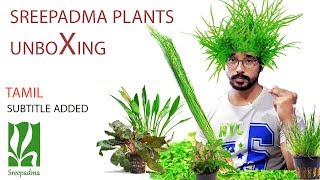 Aquarium Plants Unboxing Sreepadma Plants Review Tamil