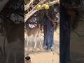 Donkey Gadha Donkey Khota Donkeys Pets Animals Animalshort Short Shortsfeed Shortviral