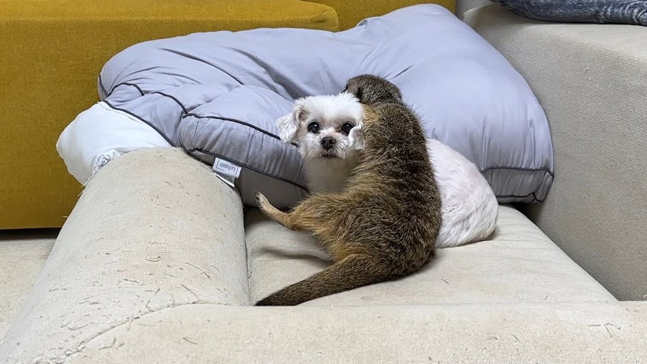 미어캣 자꾸 귀찮게 굴어서 화난 강아지