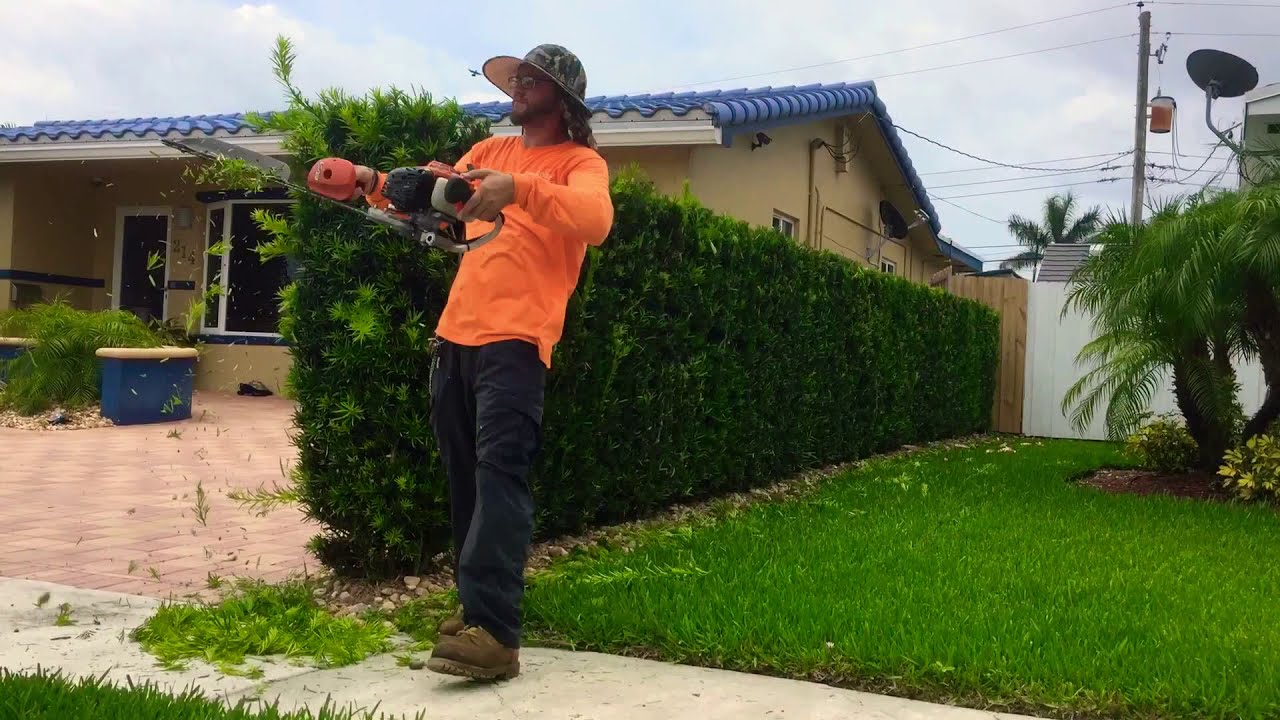 Trimming a Podocarpus Hedge YouTube