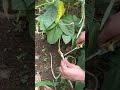 Efficient Way to Harvest Long Beans with Garden Shears #shorts
