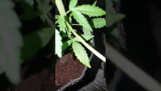 1992 hemp plant Junkyard 420 strain 100% sativa junkyard 420 strain not sure🤔