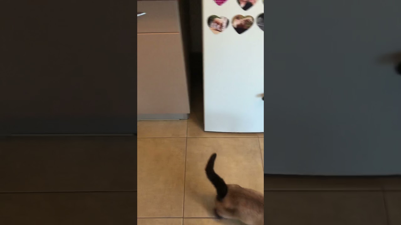 Feliway Friends Zoomalia