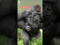 Kiyomasa drumming【東山動物園ゴリラ】 #gorilla