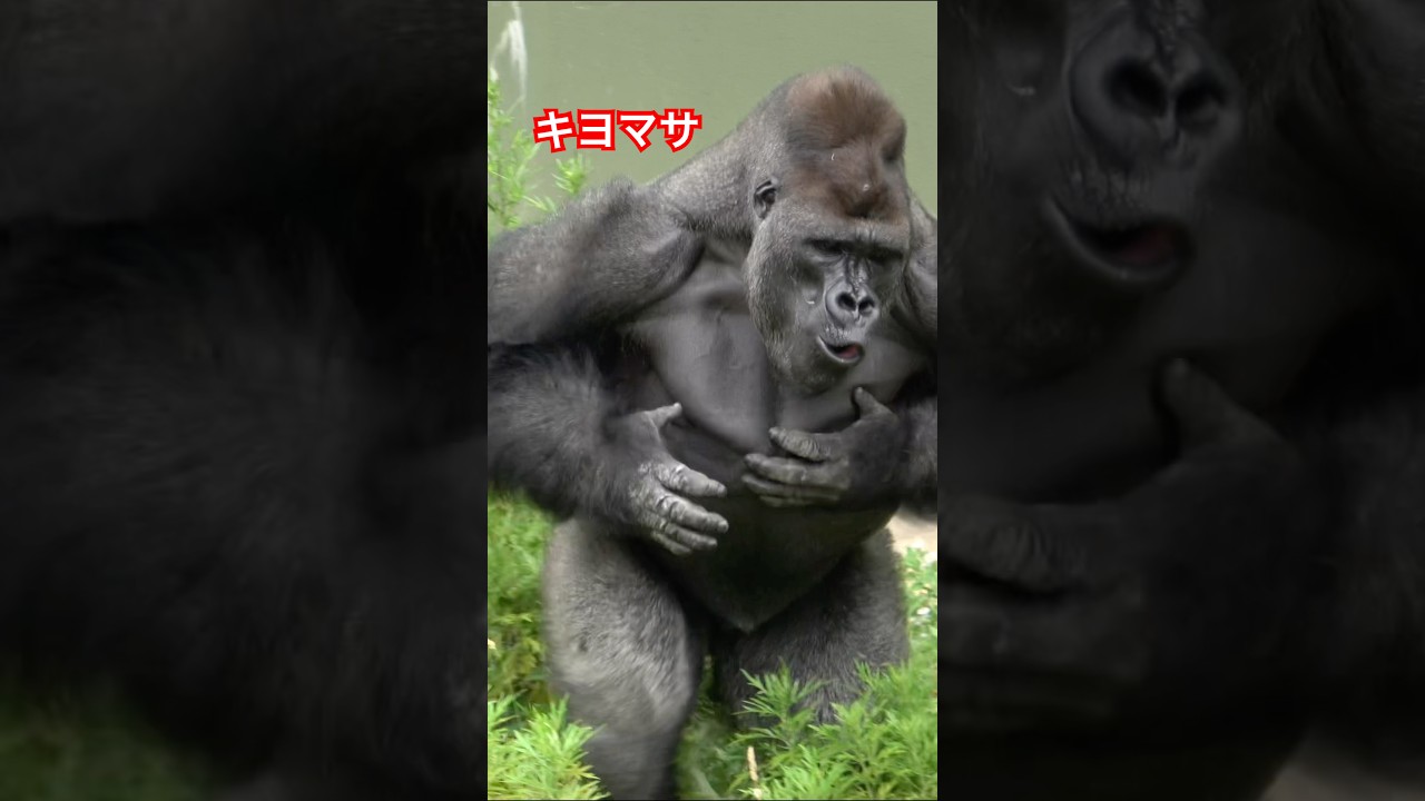 Kiyomasa drumming【東山動物園ゴリラ】 #gorilla