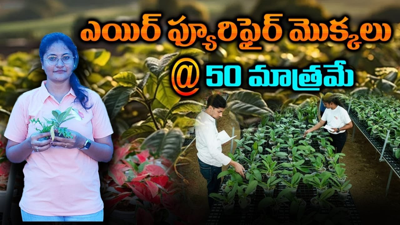 Best air purifier houseplants  indoor plants for oxygen నర్సరీ మేళా clean air Shameerpet Nursery