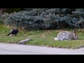 Crow attacking Baby Bunny, Partridge watching