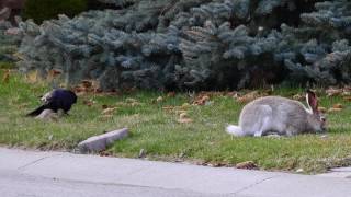 Crow attacking Baby Bunny, Partridge watching