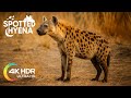 || Spotted Hyena Facts || Females Are Bigger, Stronger, and Even More Dominant Than Males! ||