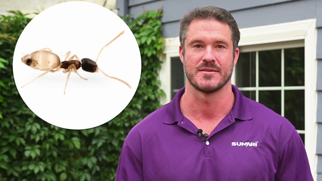 MGK’s Professional Ant Control Protocol: Baiting