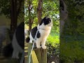 So Beautiful like a painting #kittenlove #kitten #cat #cute #animals