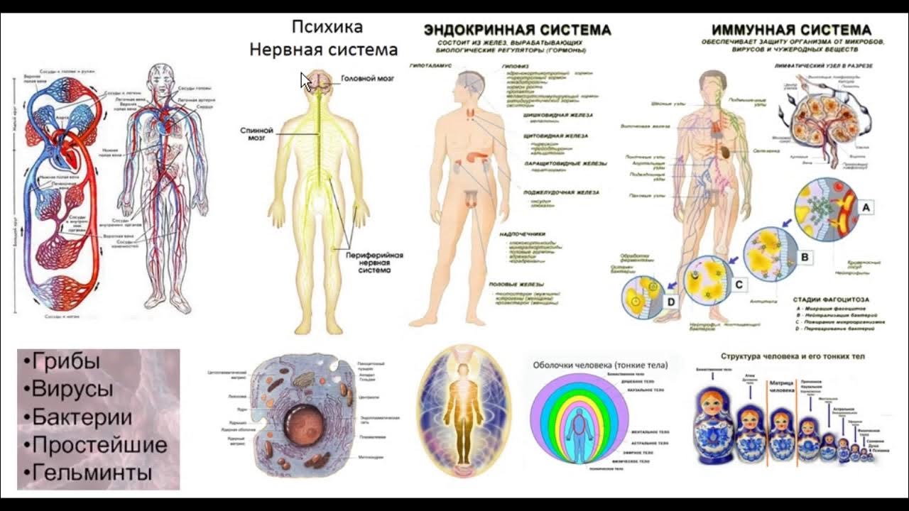 иммунная система организма схема. органы системы иммунитета человека. схема строения органов иммунной системы. иммунная система человека рисунок. иммунная система.