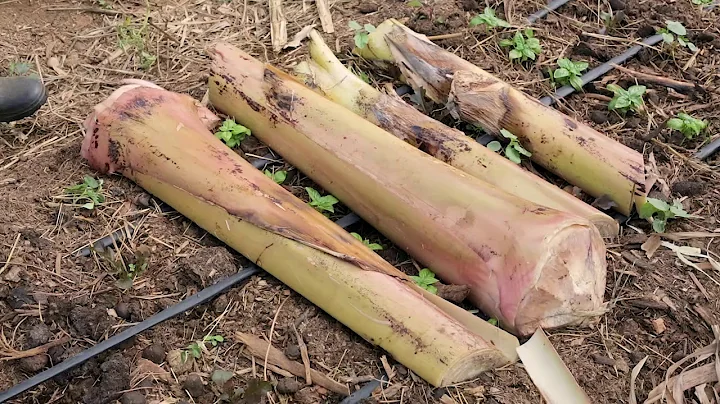 AGROFORESTRY COURSE | Lesson 15, Module 4 - Covering the Soil | Food Forest COURSE |