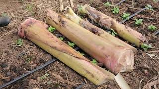 AGROFORESTRY COURSE | Lesson 15, Module 4 - Covering the Soil | Food Forest COURSE |