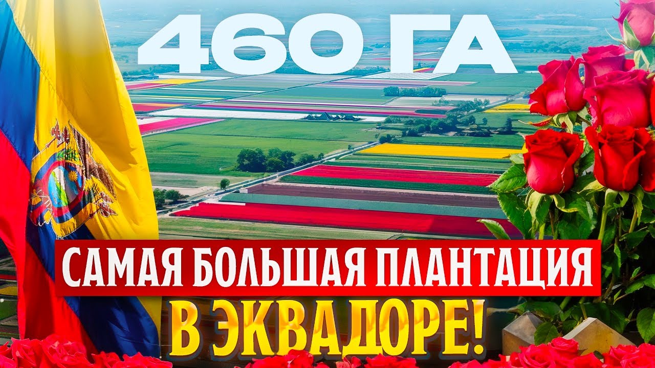Самая большая плантация по производству цветов | Эквадор | Плантация Esmeralda
