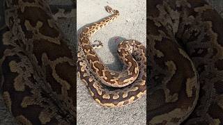 Anaconda Snake On Road