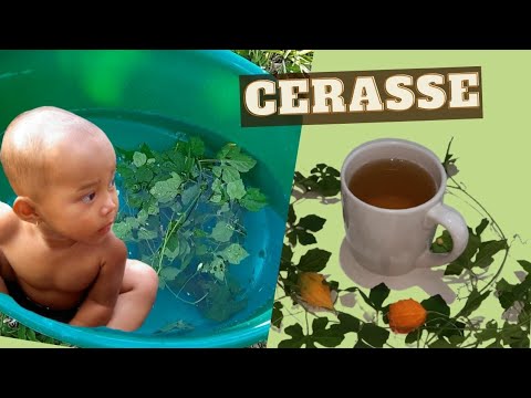 Cerasee Tea DETOX / Skin Rash CURE/ HOW to MAKE Cerasee Tea / BENEFITS Cerasse Tea