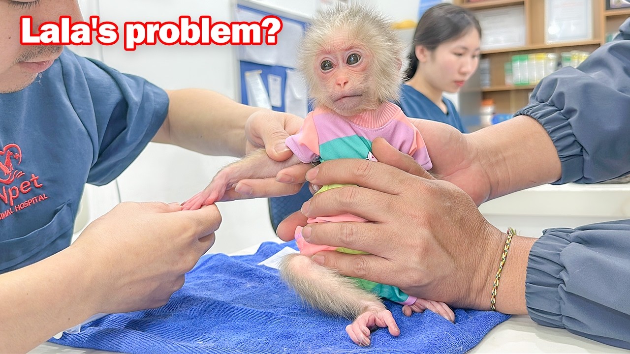 Lala is taken to the hospital by Dad for a thorough examination to find out the cause!