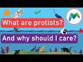 The Hidden World of Protists and Their Impact on Ecosystems