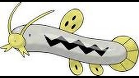 SHINY BARBOACH CHAIN 200