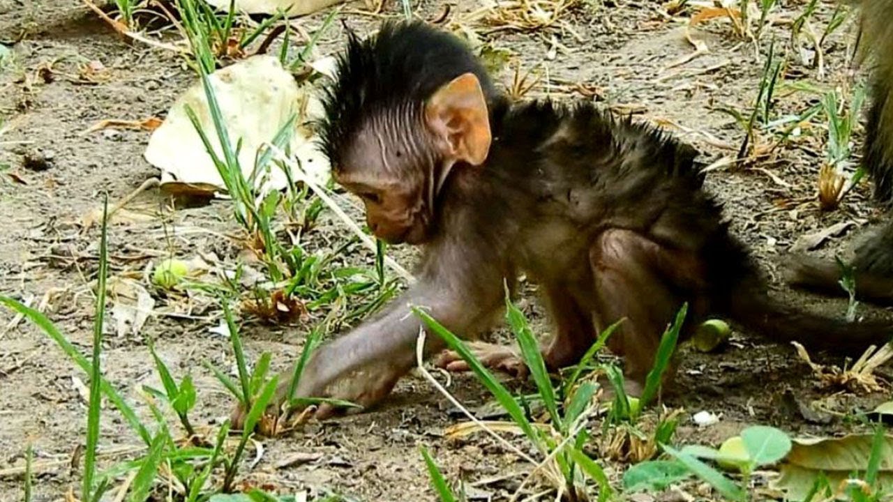 foundry Beautiful hair Of newborn baby monkey