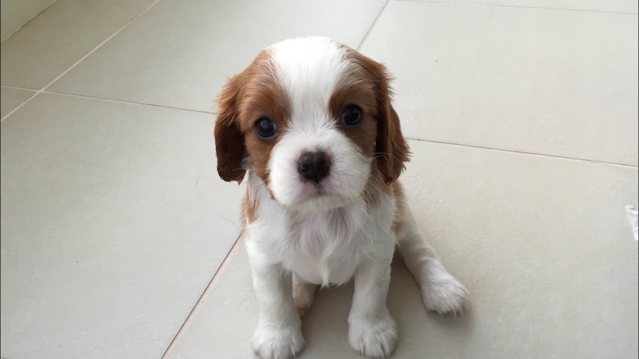 Cavalier King Charles At 39 Days - YouTube