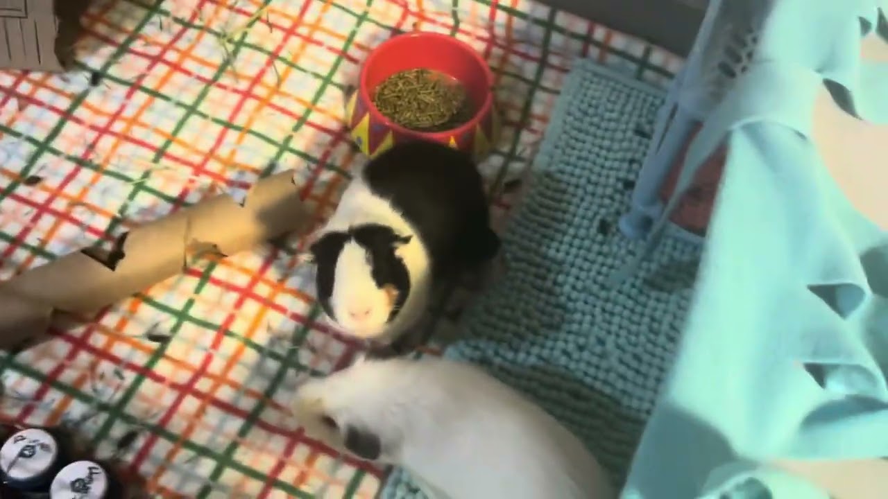 Watch what happens when I put the Vitamin C jar in their cage…
