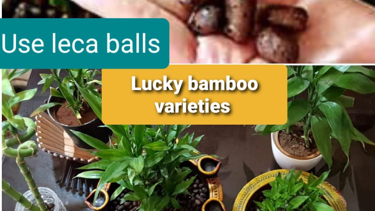 Types of Lucky bamboo plants Use leca balls to grow plants in