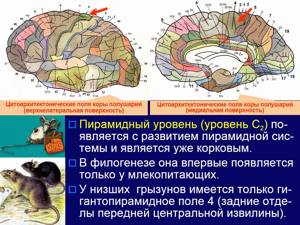 Филогенез мозга