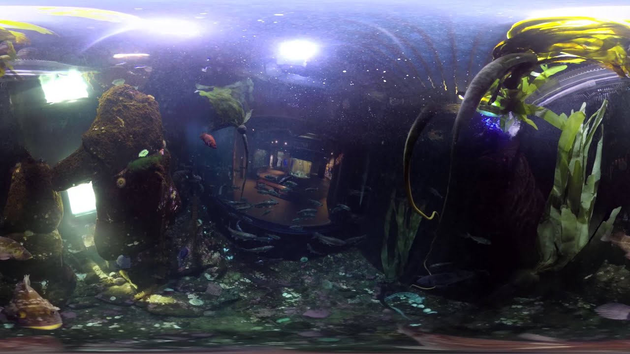 Underwater Fish Tank [360 VIDEO] YouTube
