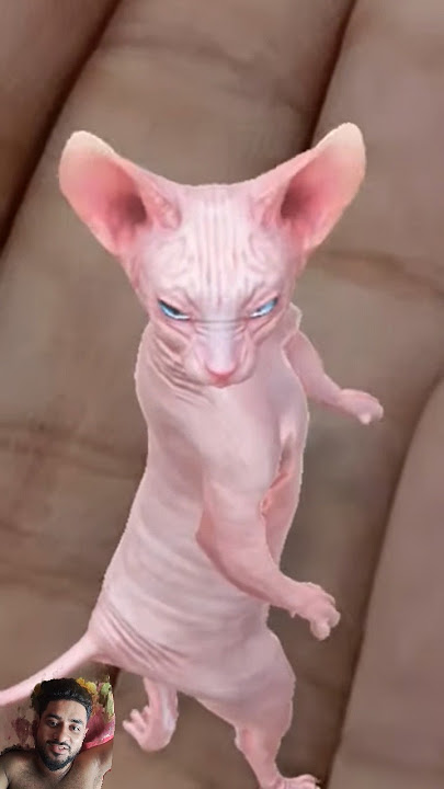 #funny #cat #d372 #412a #level #cute #pets #381a #kitten #110b #funnycomedy #ytvfx #funny #comedy