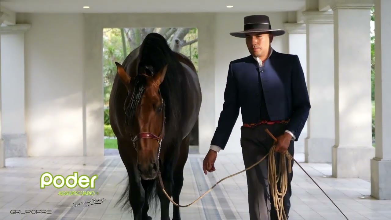 LA RAZA QUE REPRESENTA A ESPAÑA : EL CABALLO DE PURA RAZA ESPAÑOLA