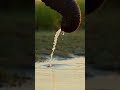 memory, water, generational knowledge.#NatureKnowsFirst#ElephantIntelligence#WildMemory#SurvivalWisd