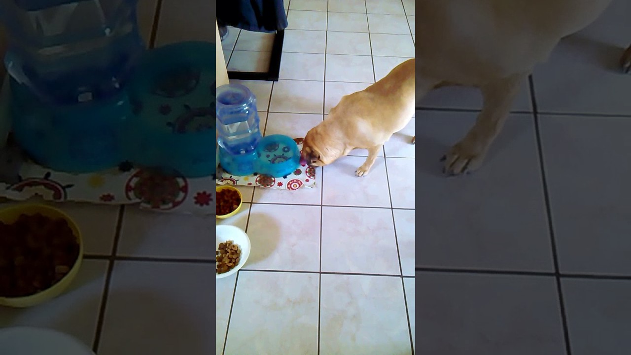 When your dogs afraid to drink out of her water bowl! YouTube