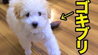 犬&猫VSゴキブリ Dog & Cat VS cockroach PDS