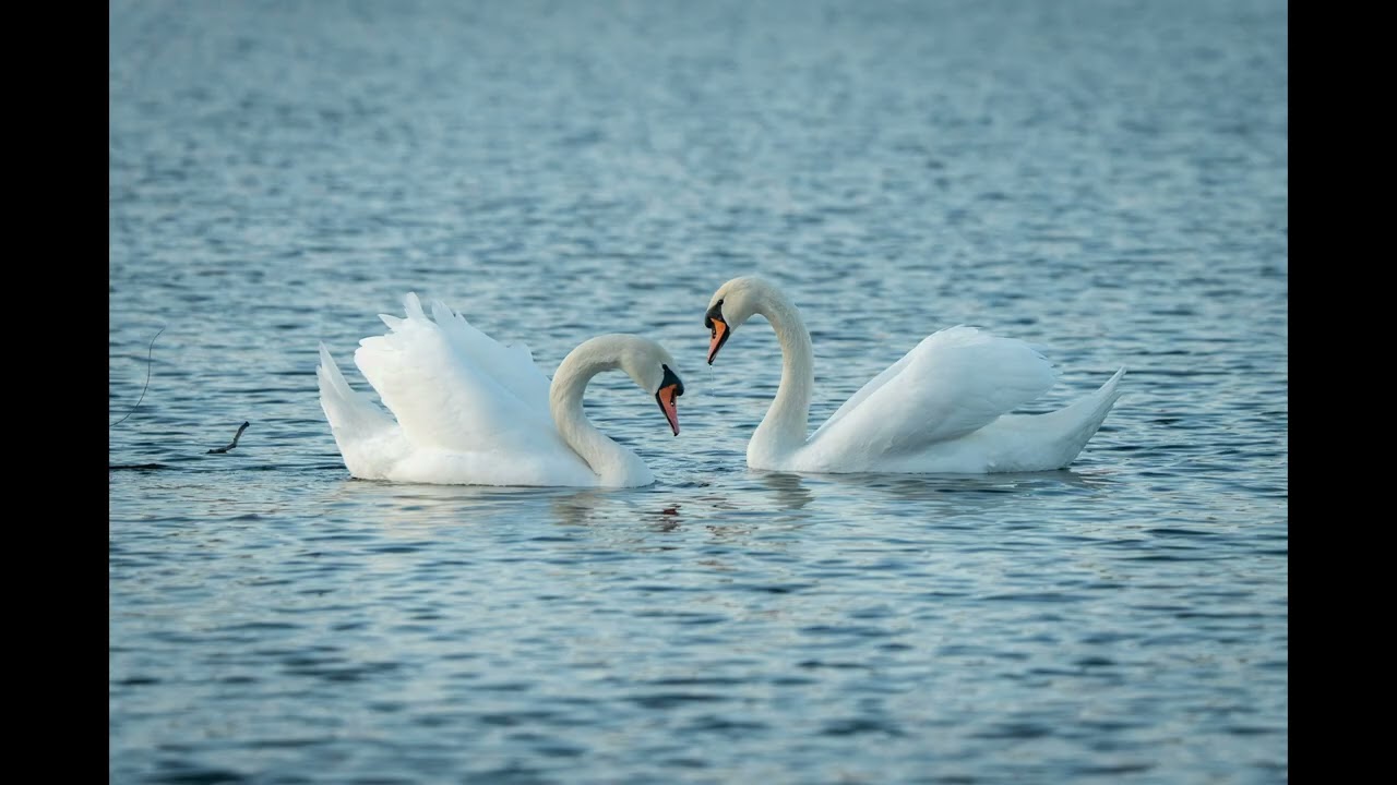 Swans and Their Heart's Sign of Love (Fantasie for Piano)