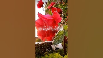 ما أجمل القرآن الكريم ❤️ #القرآن_الكريم